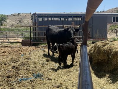 Corriente cows with heifers on them