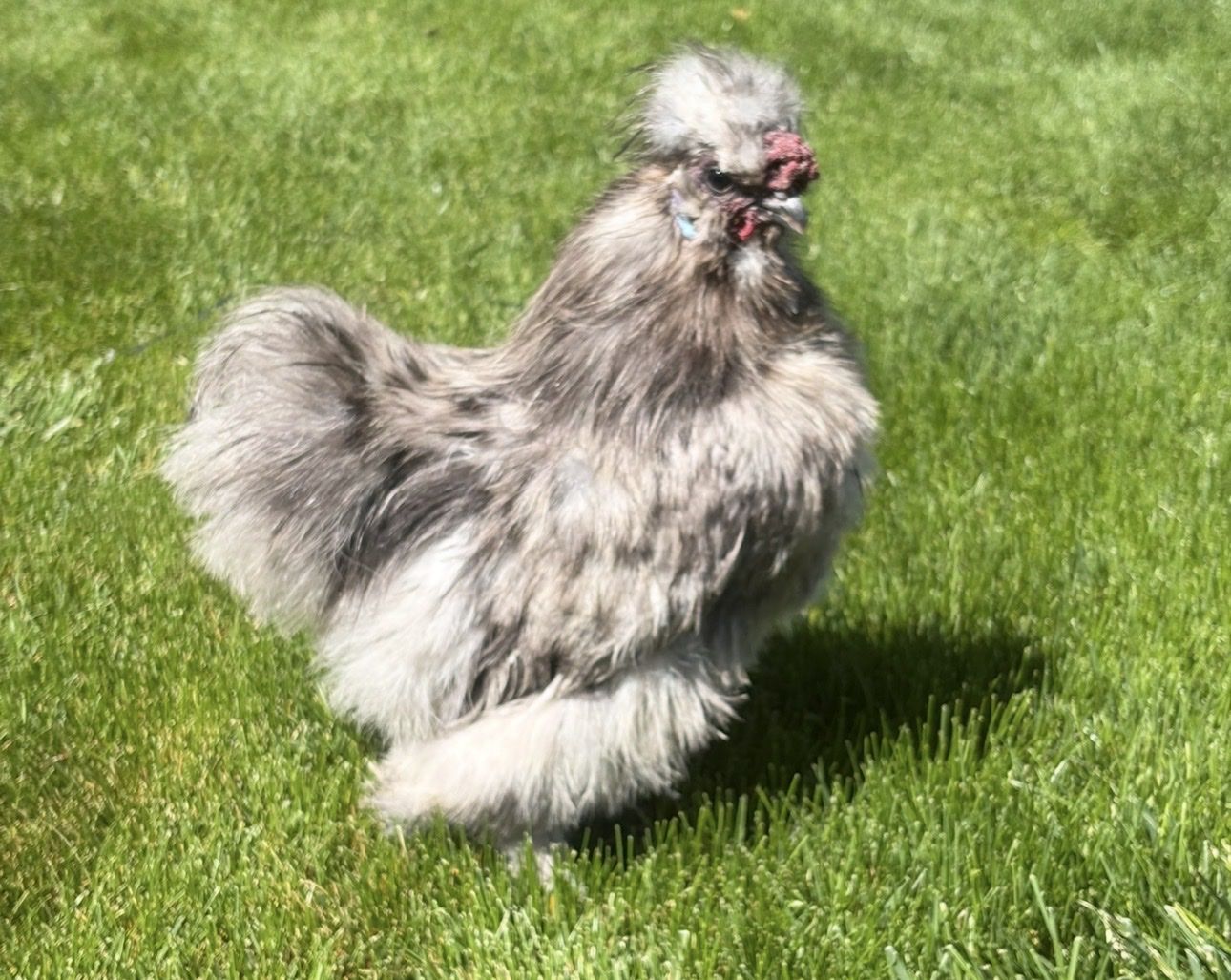 Free blue silkie rooster