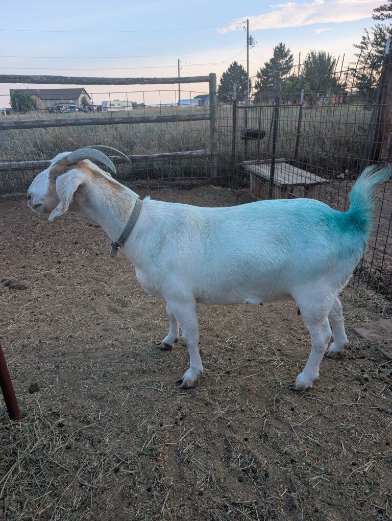 Cross bred doe
