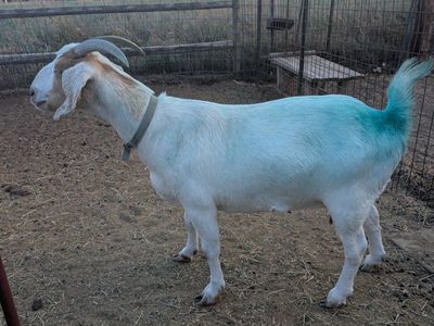 Cross bred doe
