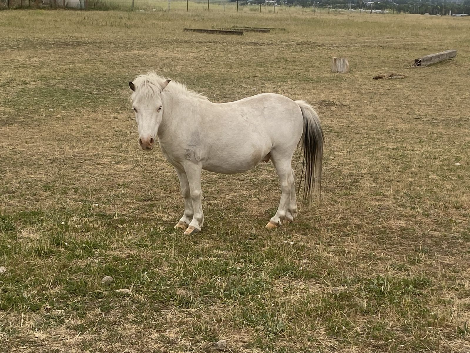 5-6 yr old mini horse/pony