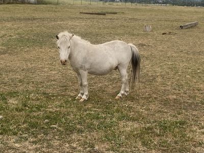 5-6 yr old mini horse/pony