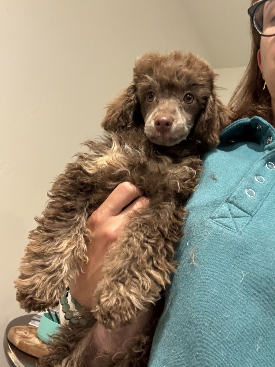 Toy Poodle Puppies - Chocolate Phantom Female & White Male Available