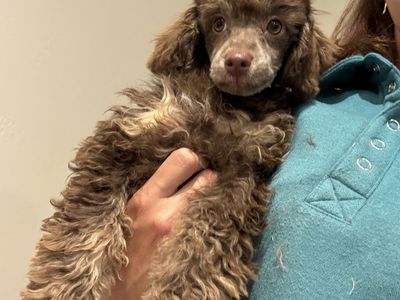 Toy Poodle Puppies - Chocolate Phantom Female & White Male Available