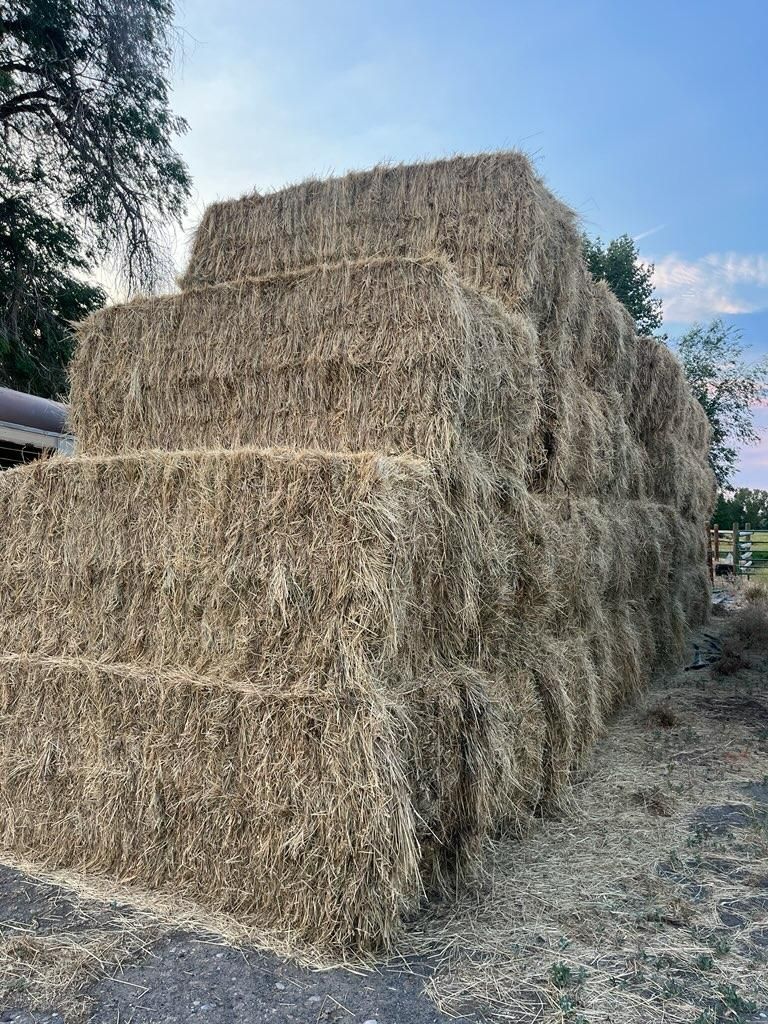 Grass Hay