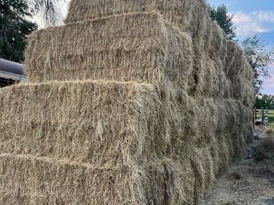 Grass Hay