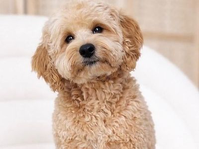 Beau - 16lbs. -/- Multigen Toy Cavapoo Stud/35% Cavalier