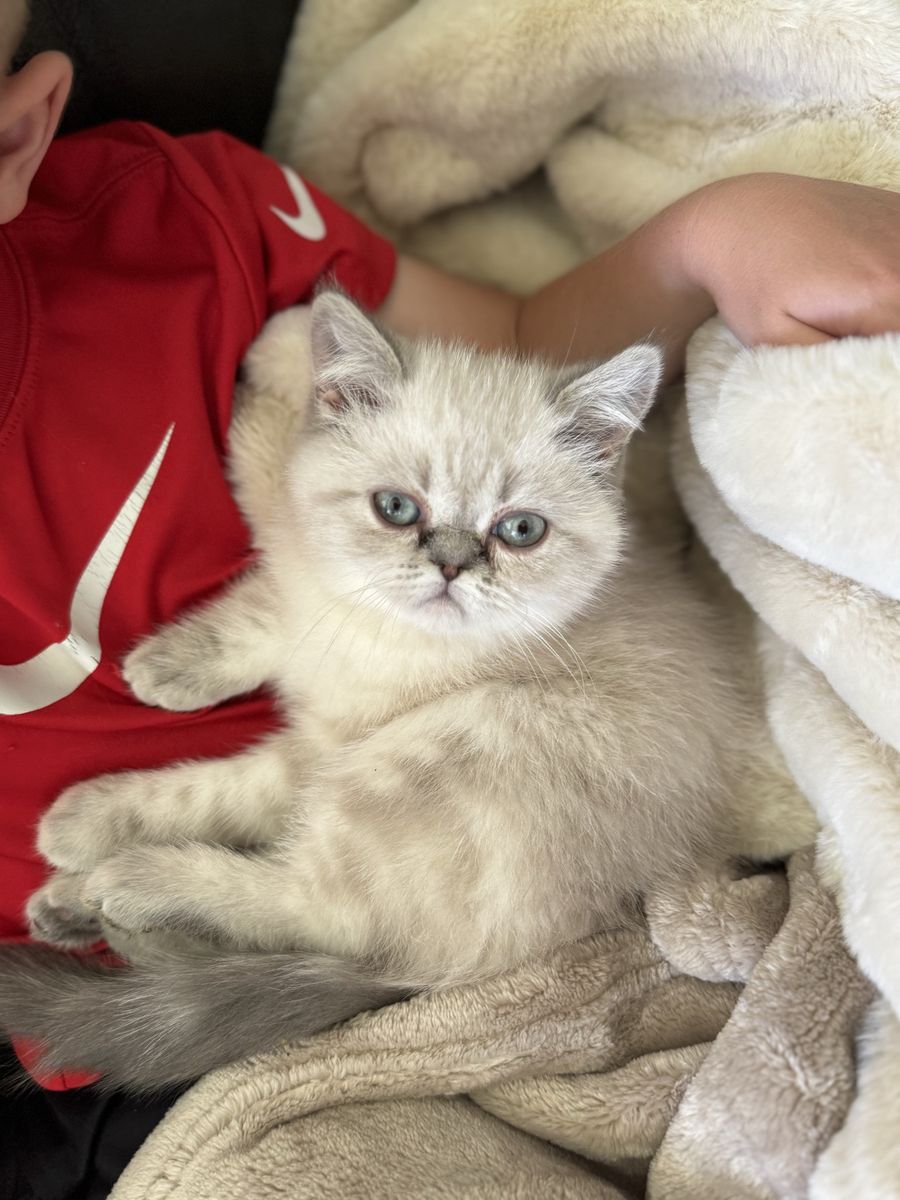 Purebred Persian Kitten