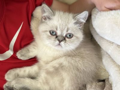 Purebred Persian Kitten