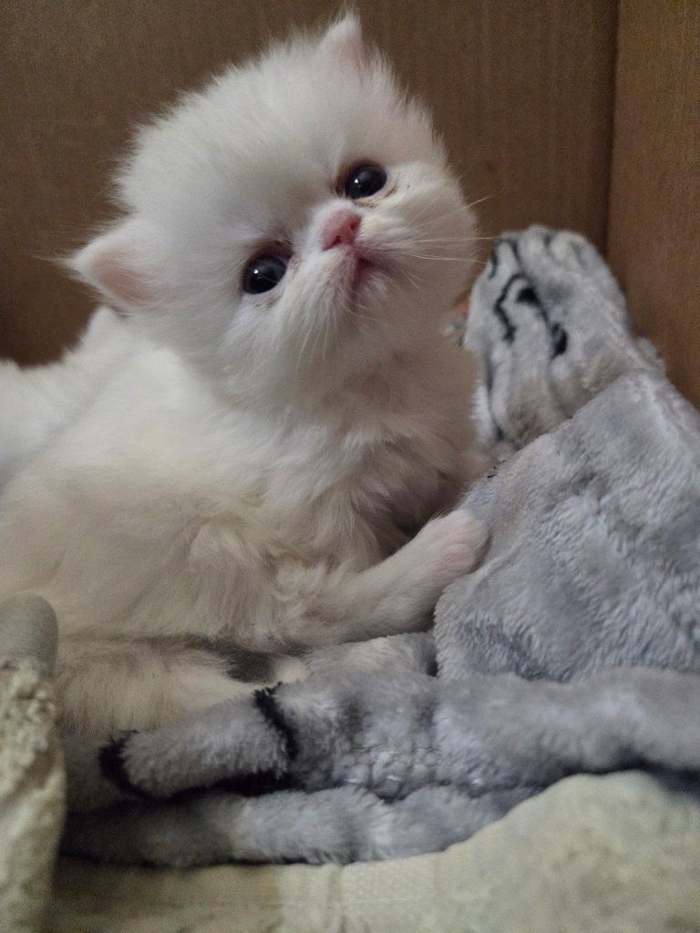 Persian Kittens