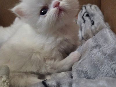 Persian Kittens
