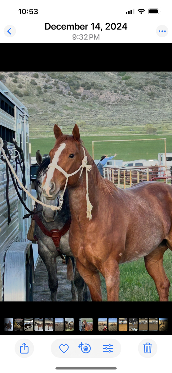 9 year old red roan gelding