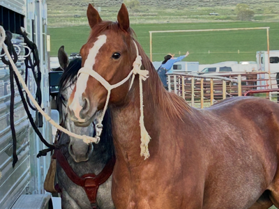 9 year old red roan gelding