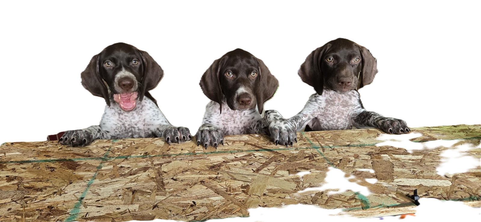 GSP (German Shorthair Pointer) Puppies for Sale, AKC Registered Litter