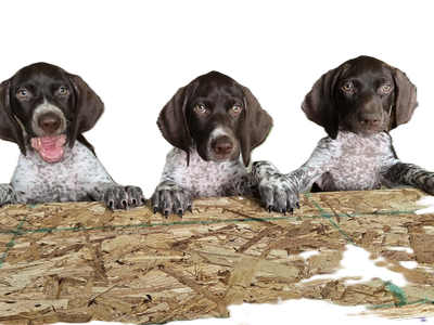 GSP (German Shorthair Pointer) Puppies for Sale, AKC Registered Litter