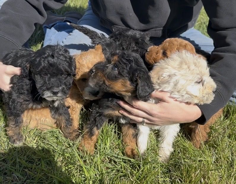 Mini Goldendoodle puppies