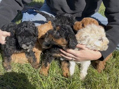 Mini Goldendoodle puppies