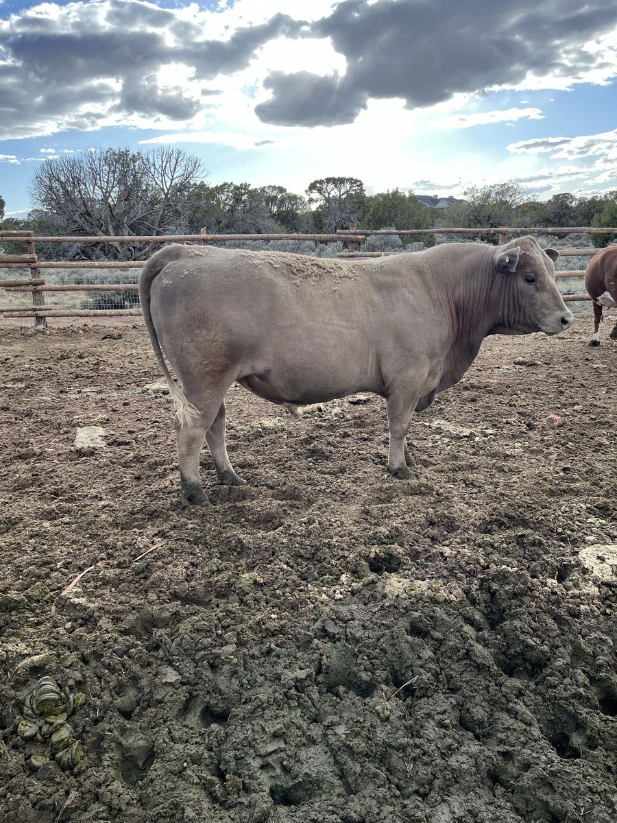 Charolais/angus cross Bull