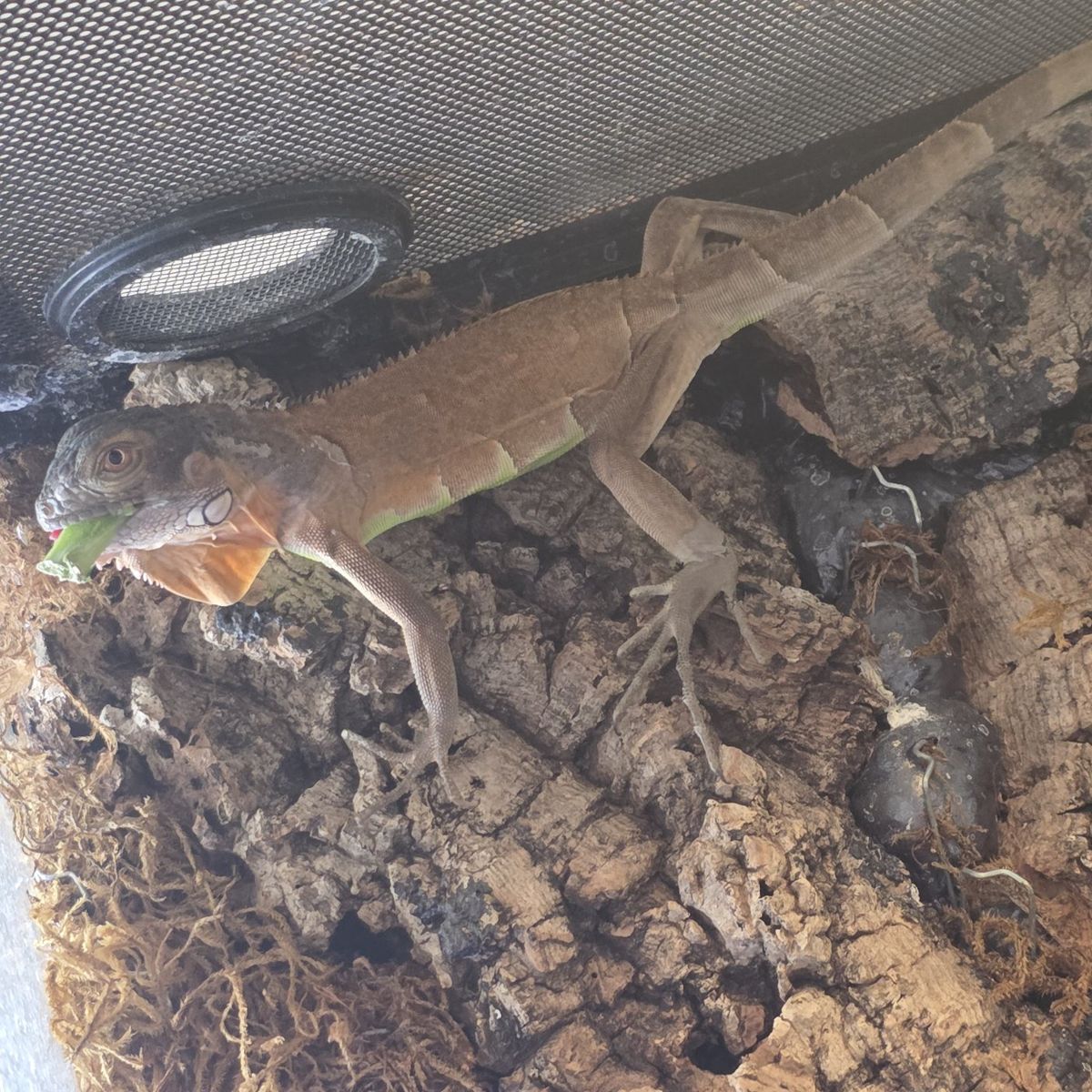 Juvenile Red Iguana