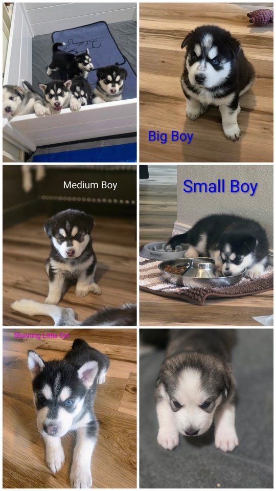 Pure Husky Joy: 5 Adorable Pups Ready September 4th!