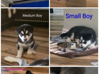 Pure Husky Joy: 5 Adorable Pups Ready September 4th!