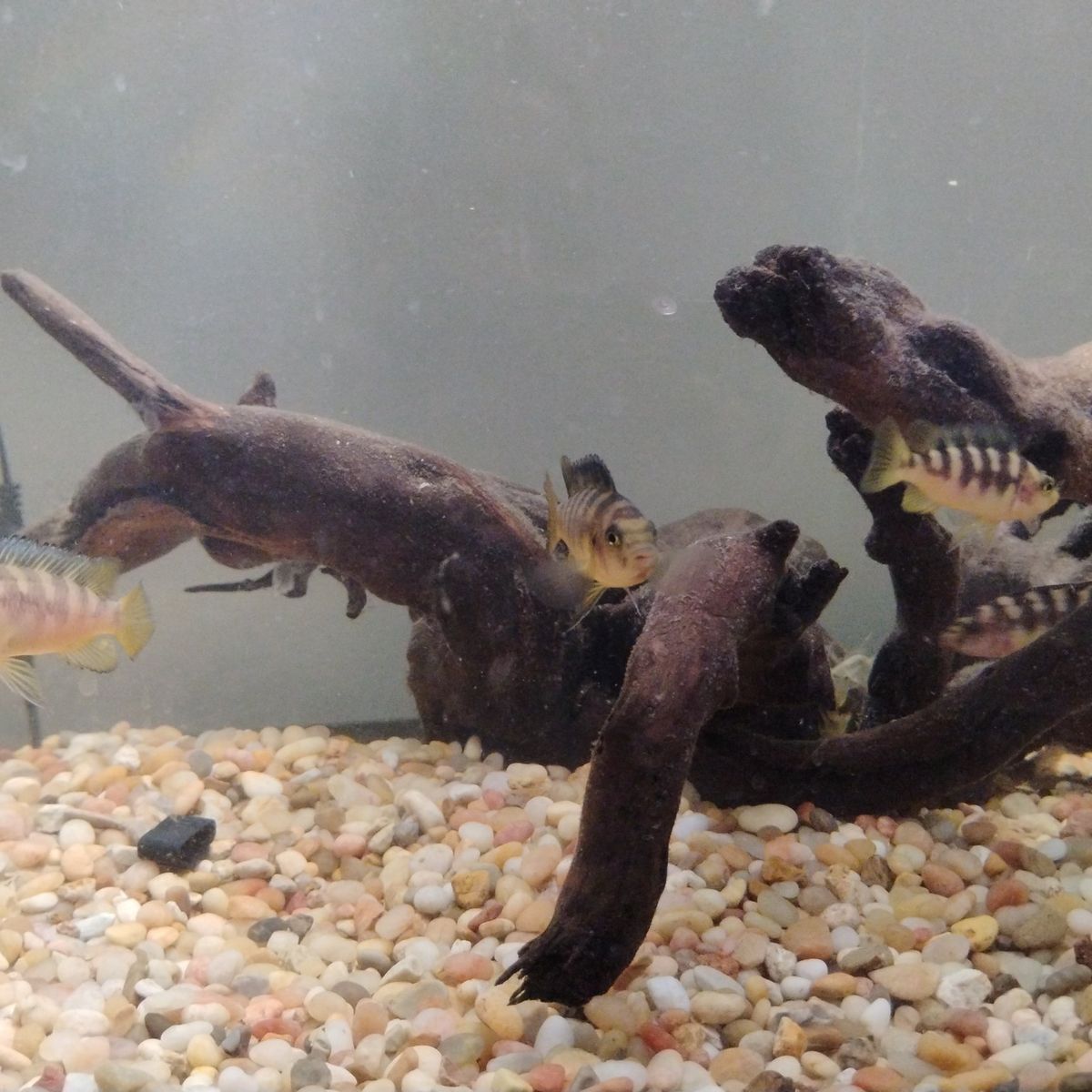 group of nine cichlids