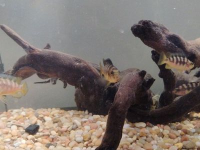 group of nine cichlids