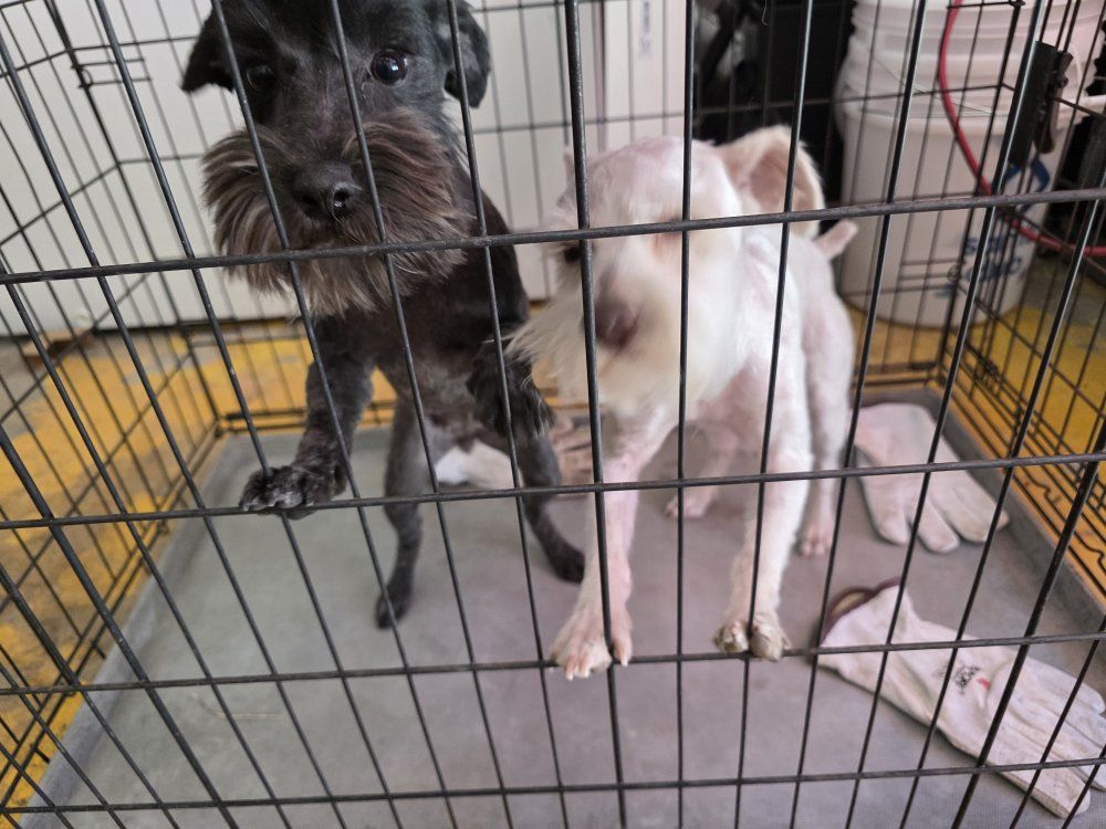 schnauzer pair female/male