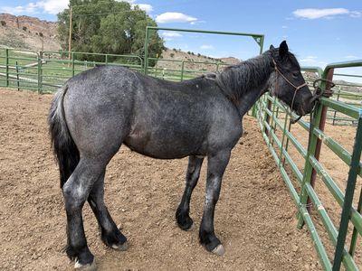 Blue roan draft filly