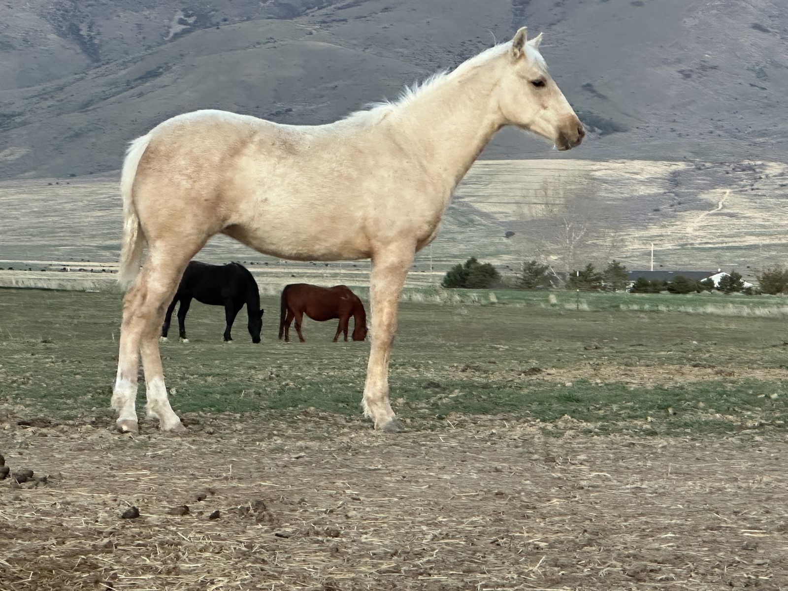 Nu Chex To Cash/Paddys Irish Whiskey