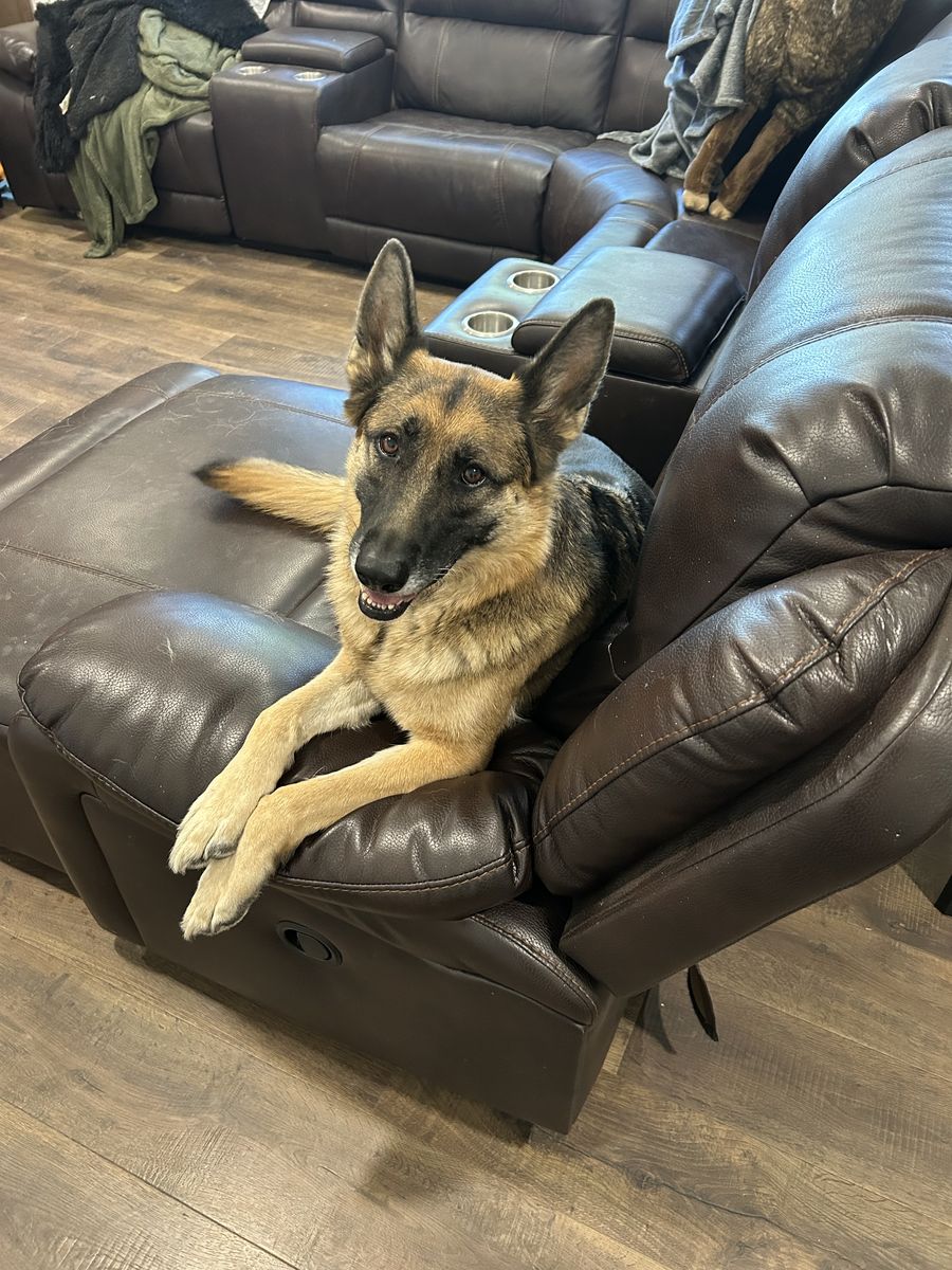 German shepherd 