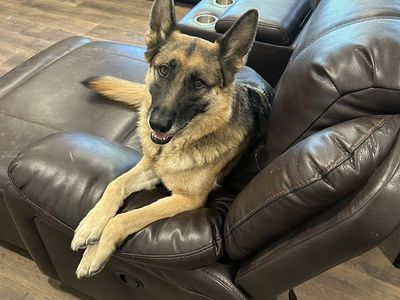 German shepherd