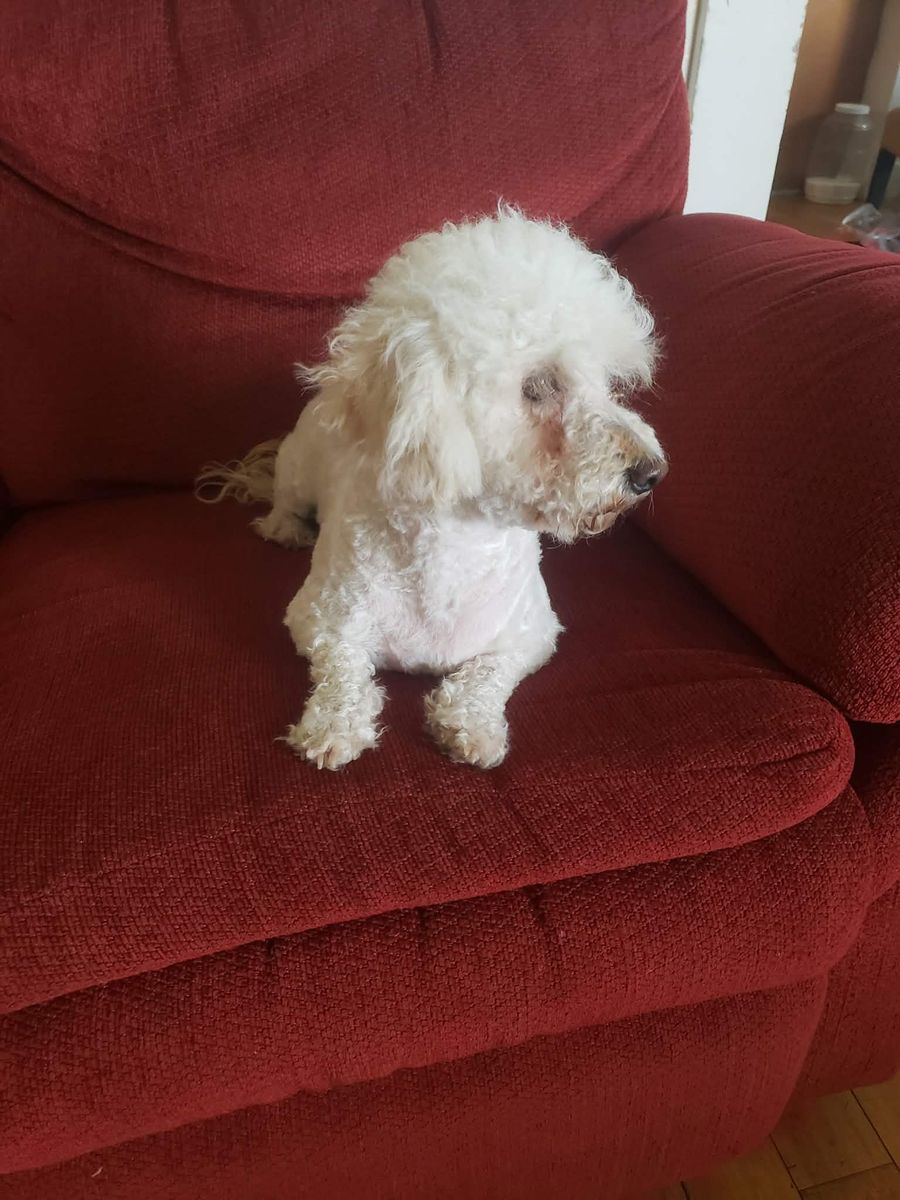 sweet morkie boy looking for a new home