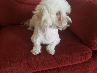 sweet morkie boy looking for a new home