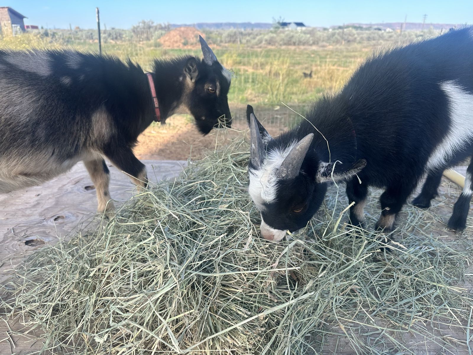 Nigerian Dwarf Billy Goats 