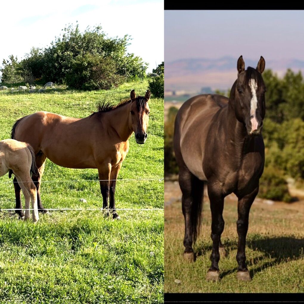 Flash AQHAxHesa Sailin Perty In-Utero Foal Due4/12