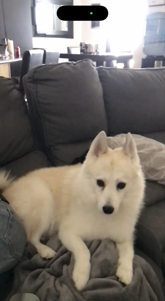 Found Dog