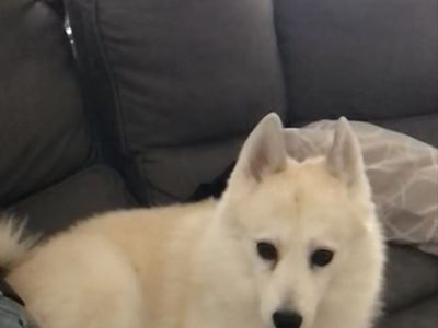Found Dog