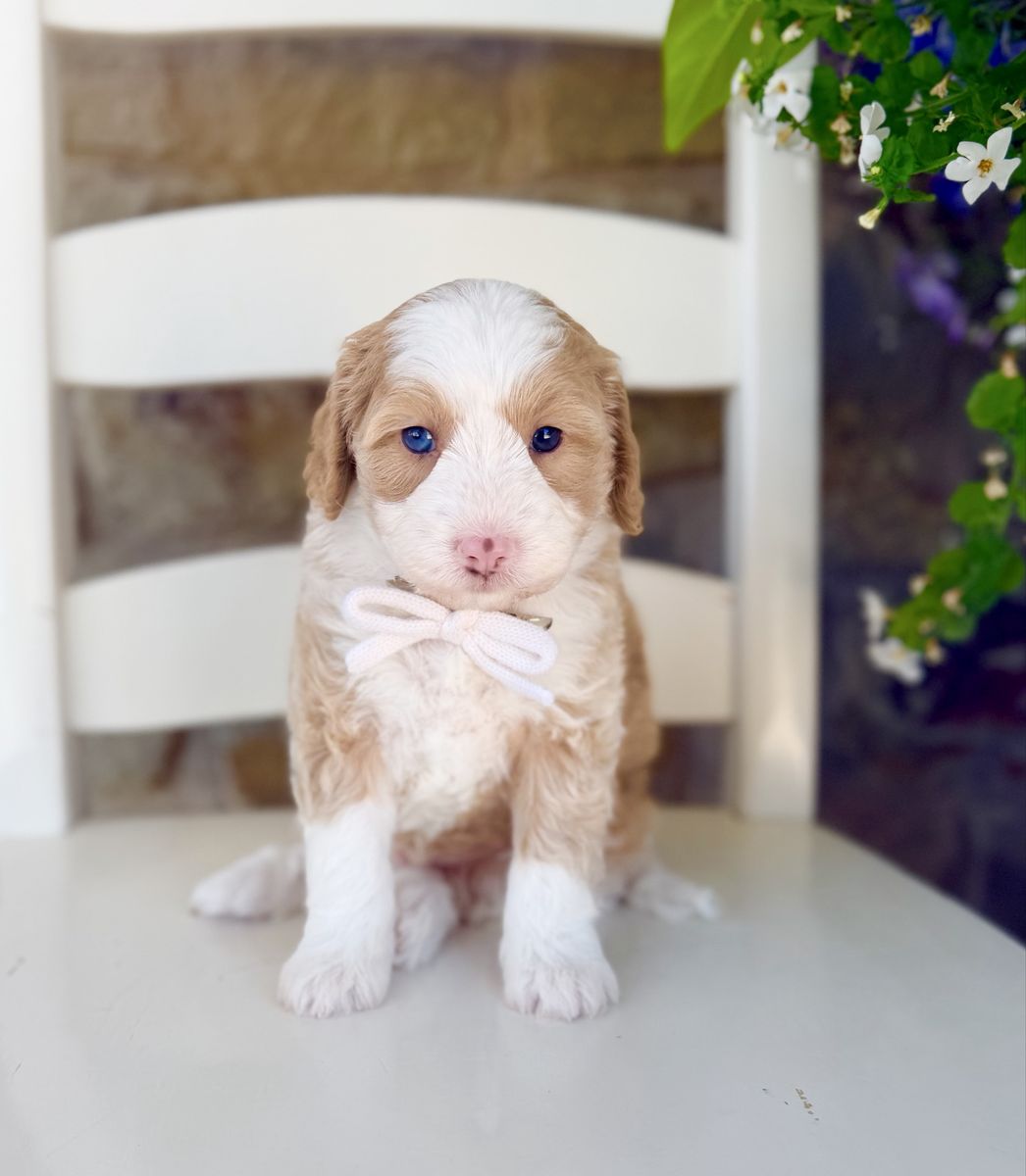 Teddybear Bernedoodle Puppy