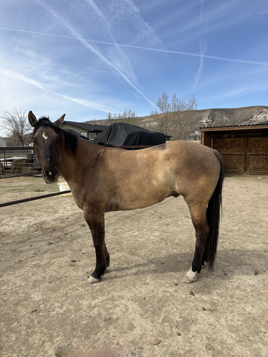 4 1/2 year old grulla gelding