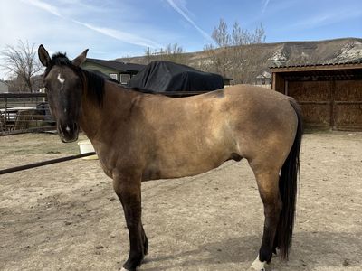 4 1/2 year old grulla gelding