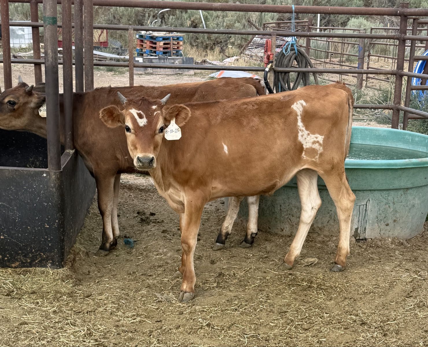(2) jersey steers