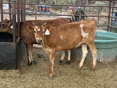 (2) jersey steers