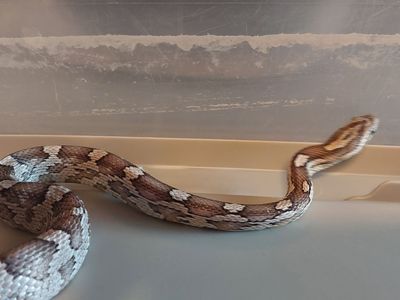 Young Corn Snakes