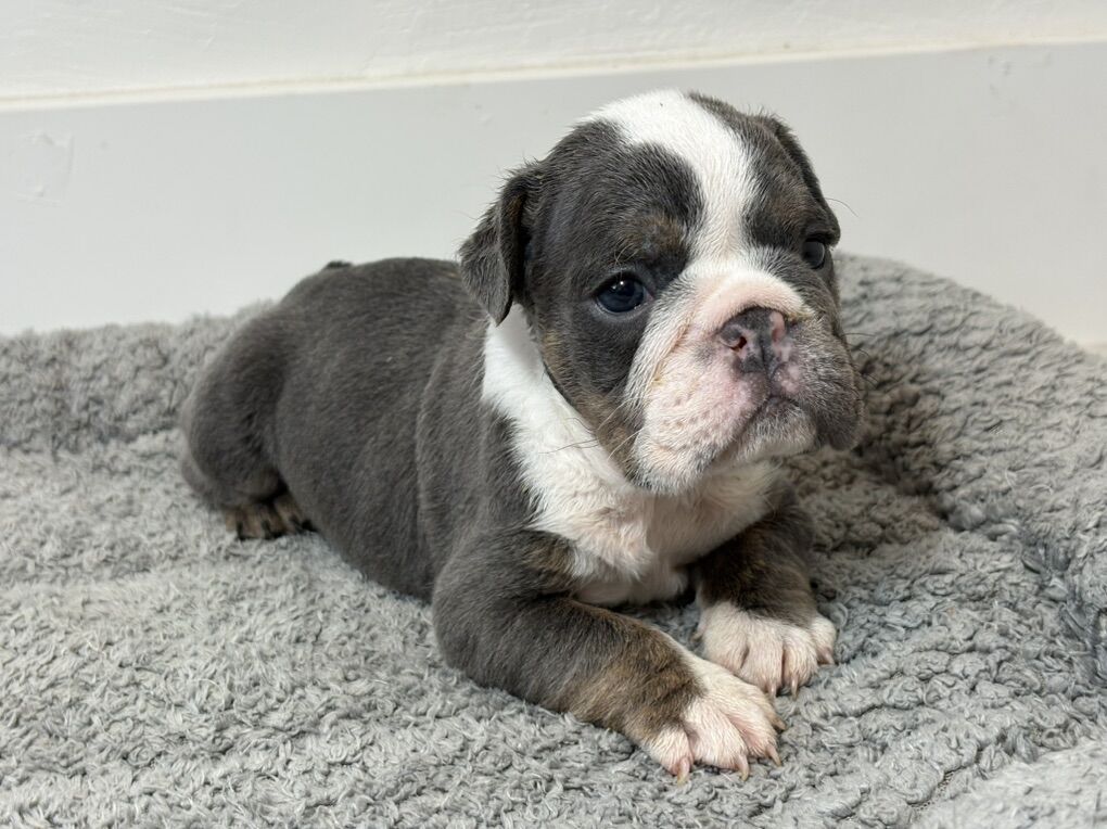 English Bulldog Puppies
