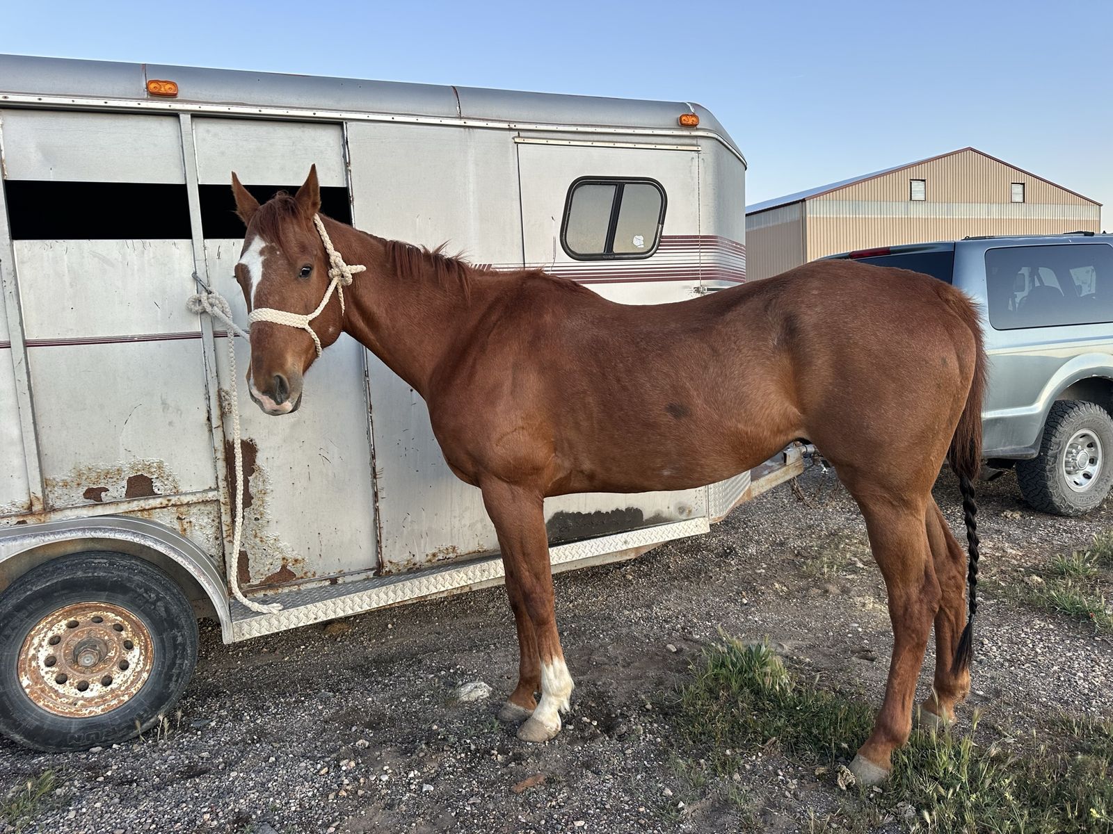 7 year old all round gelding