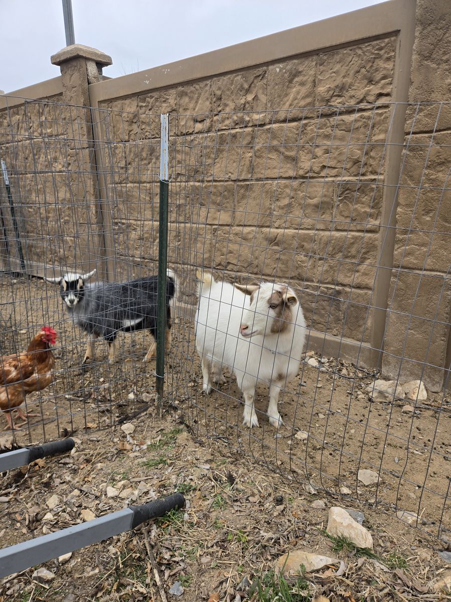 Nigerian Dwarf Goats