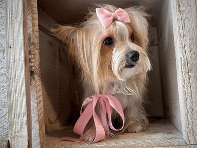 AKC Parti Yorkie girl