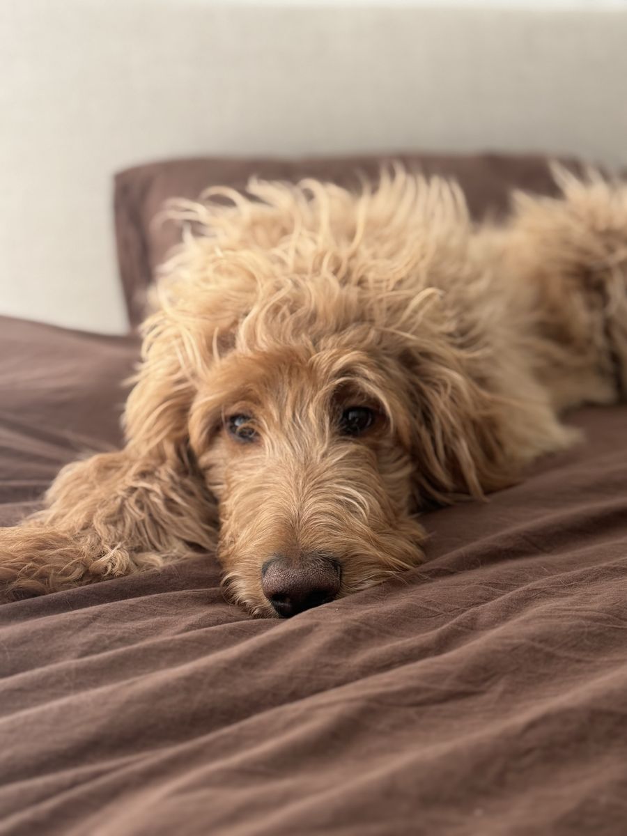 F1 Standard Goldendoodle 
