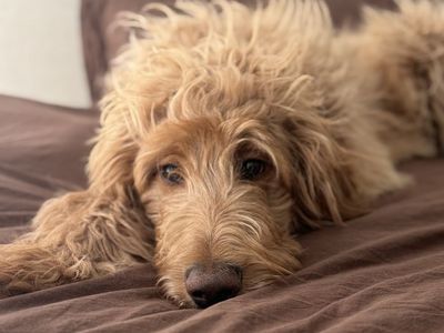 F1 Standard Goldendoodle